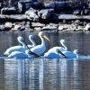 White Pelicans